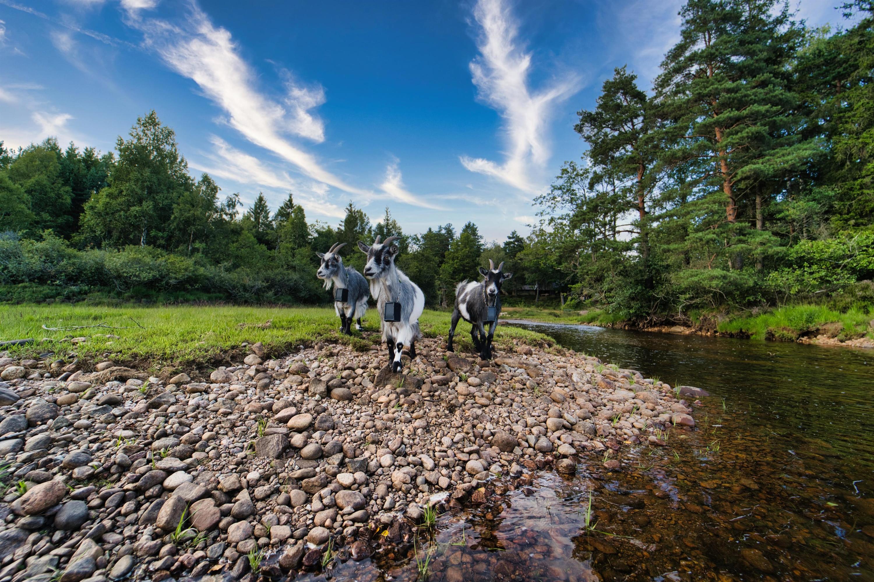 Flakksvannet